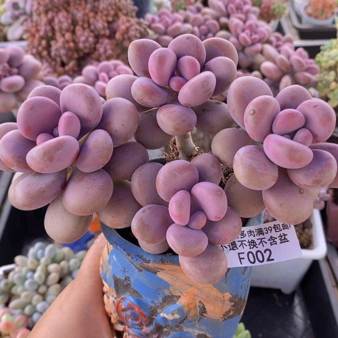 大花球腰子桃蛋14cm002多肉植物