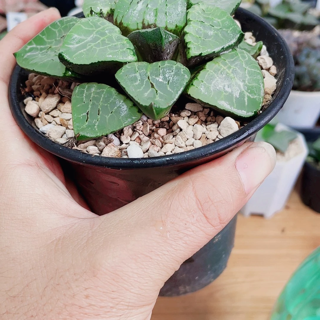 直播间5号母本水晶克