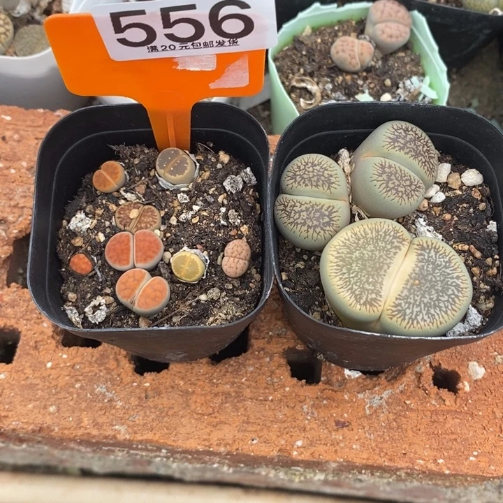 是***呀生石花等植物的556