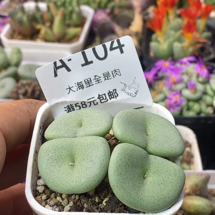 人***名5669999999999999908