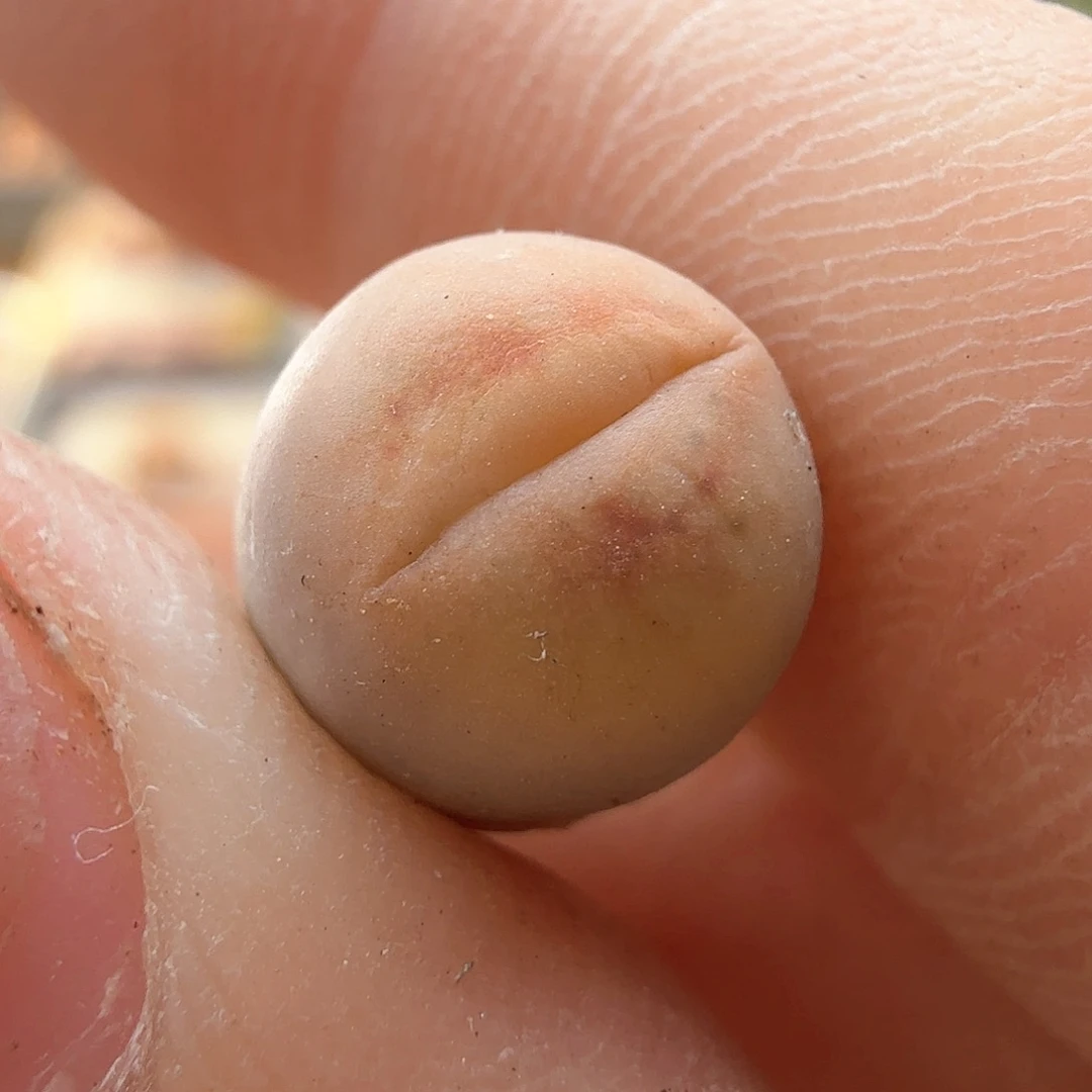 2.11.53/丑鹅/多肉植物