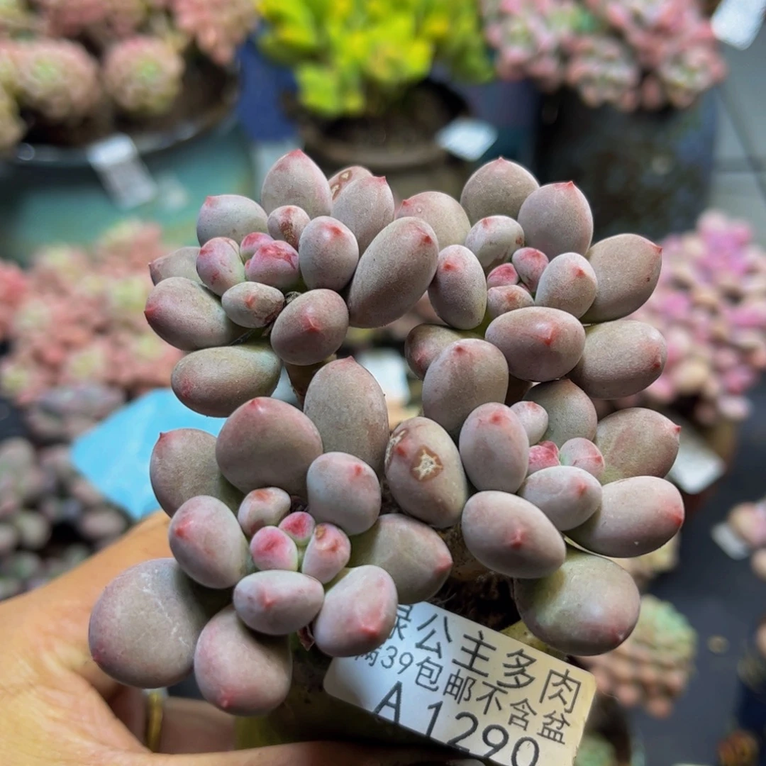 桃花仙子奶酪1290/7cm多肉