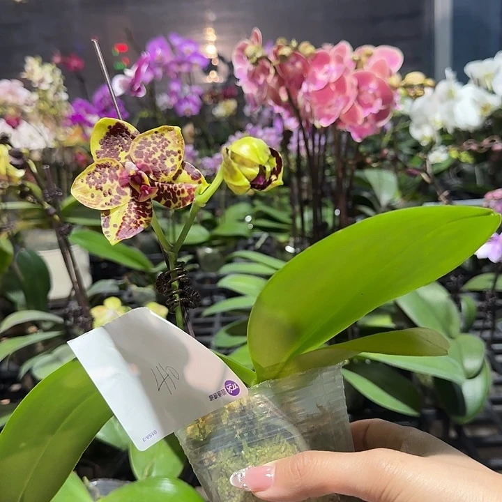 心***淑大部分开放少量花苞410