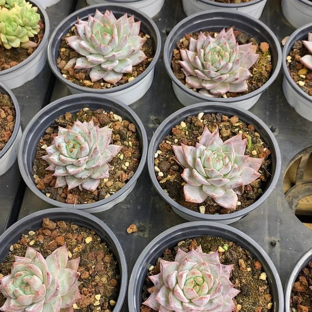 团。粉蓝鸟。福利多多