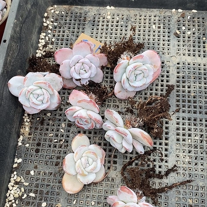 g***n无花朵2014号一物一拍雪莲