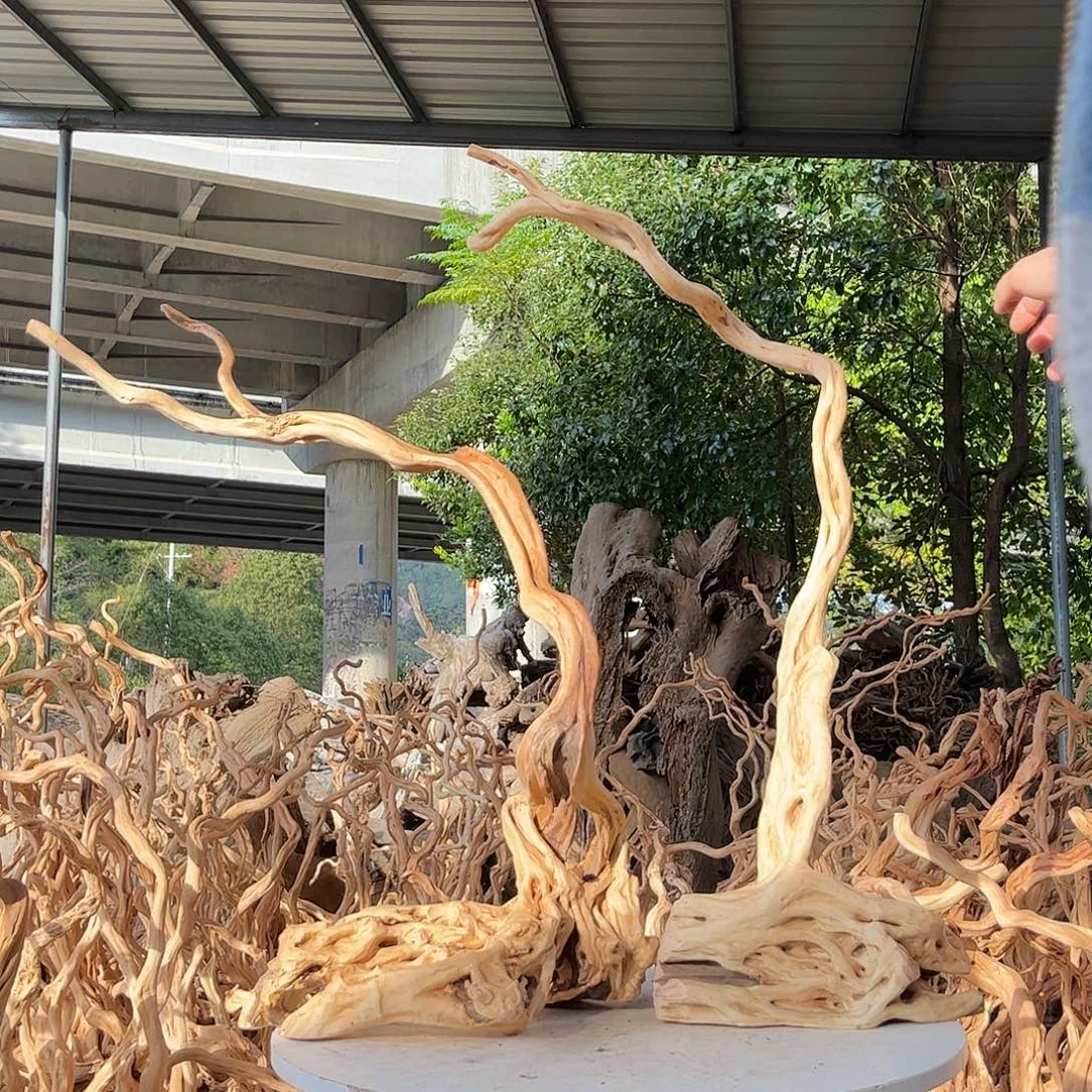 豆***木我是一只小小鸟地域