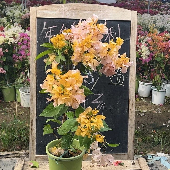 完全开放三角梅黄女郎