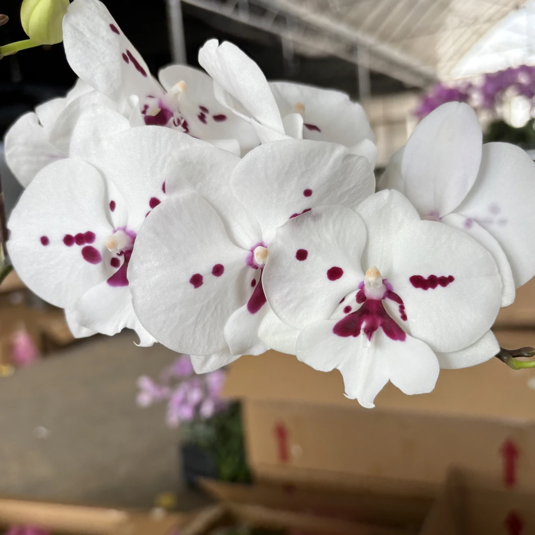 蝴蝶兰———(天鹅绒)(任意两颗包邮只拍一颗发苗)