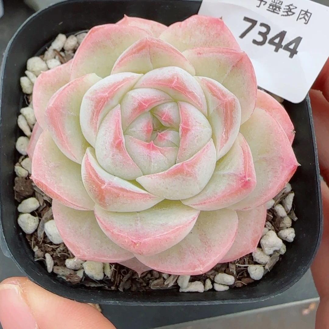 白桃，7344多肉植物