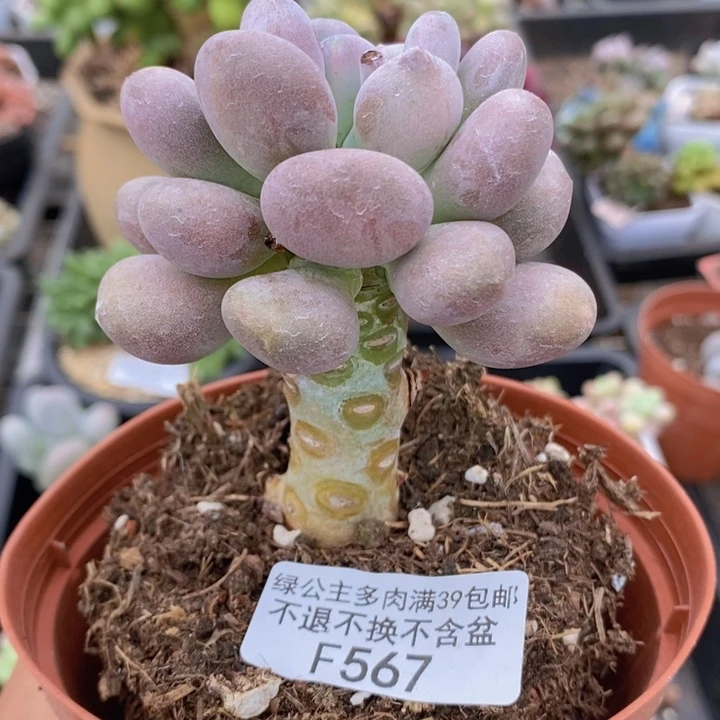 月美人单头567多肉植物