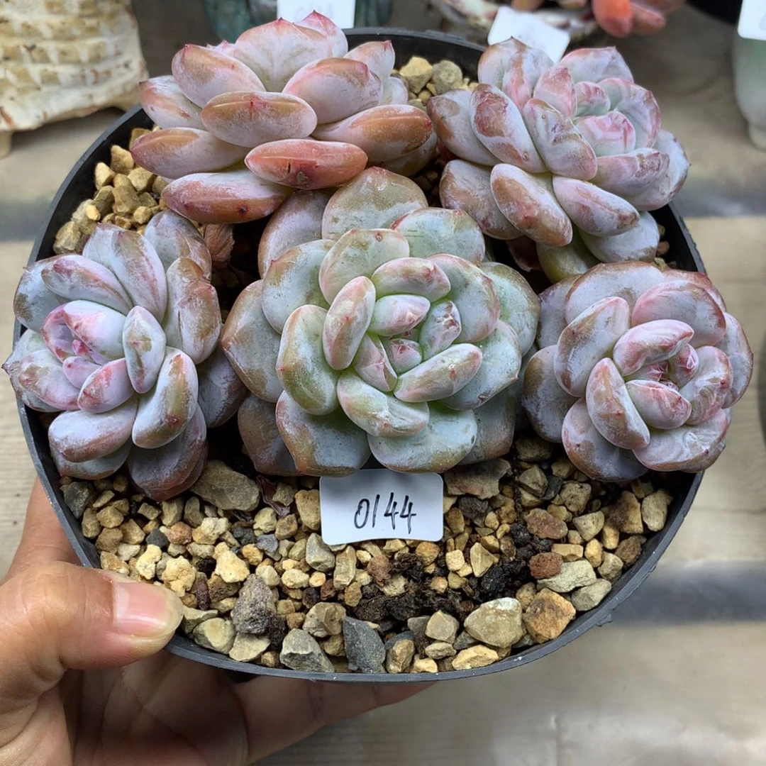 粉底紫心144/14cm5头