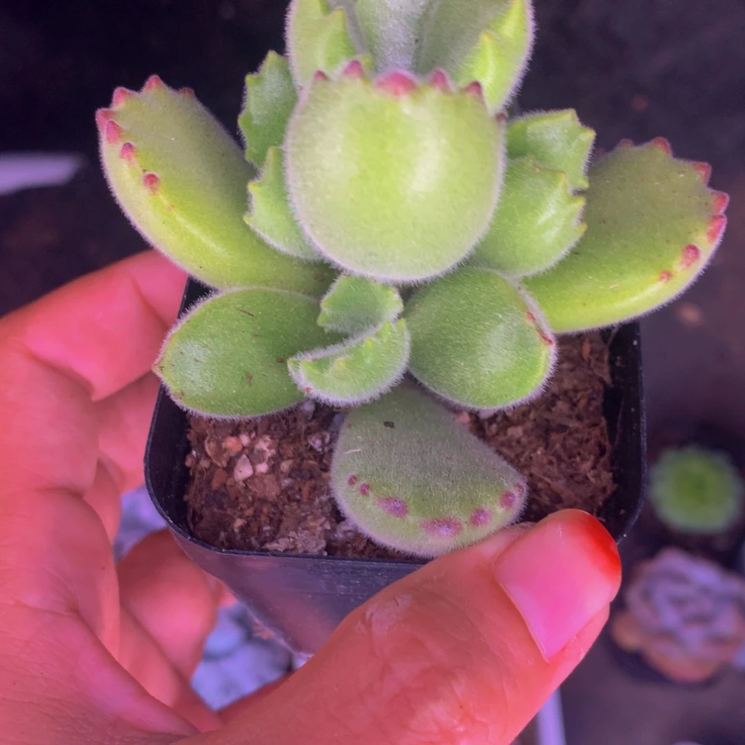 熊童子  （满9.99包邮不满9.99发叶子）