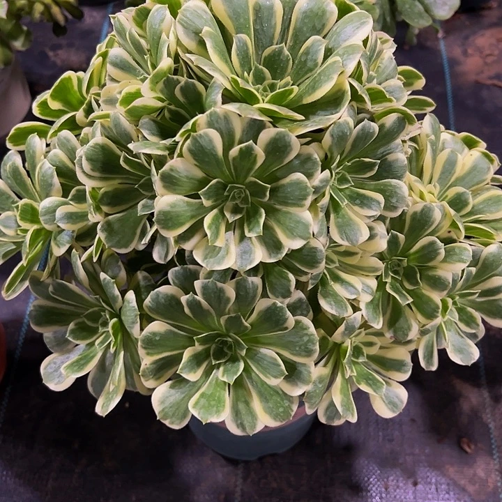 老庄迈巴赫法师48.8