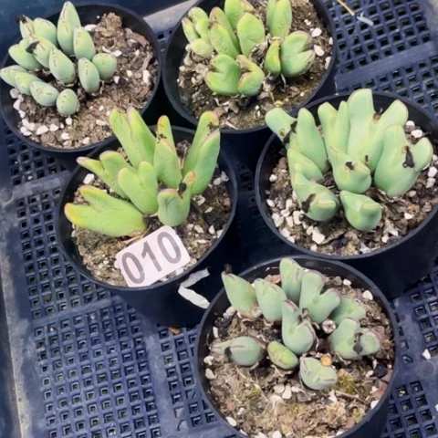 010少蒋一物一图如图