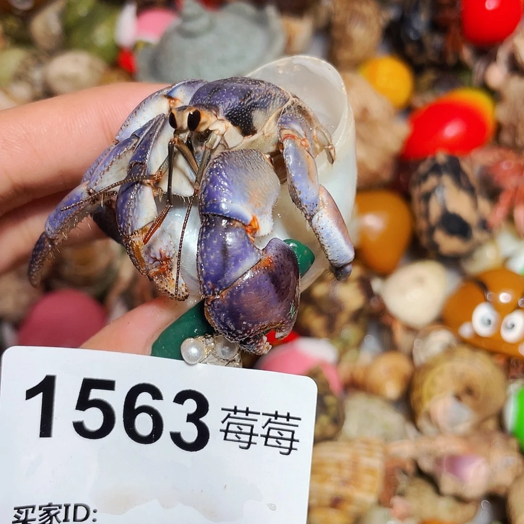 寄居蟹寄居蟹1563