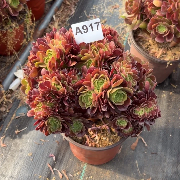 玫瑰缀多肉植物不包损917