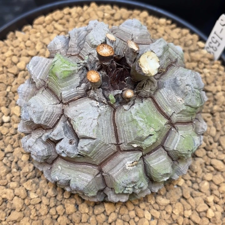 1804号龟甲龙带盆包邮不退不换