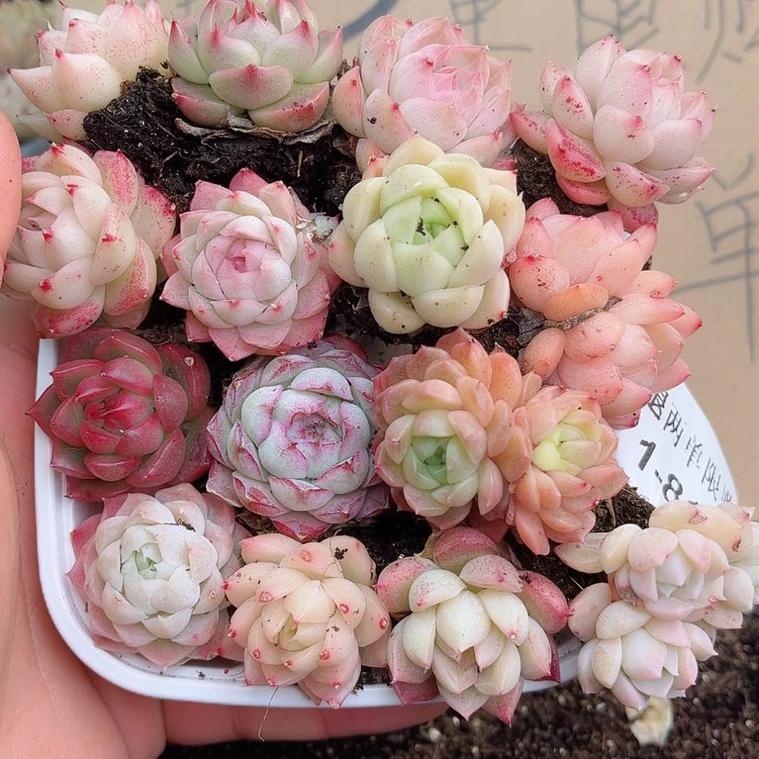 1-818 新疆西藏内蒙不发12.8包邮2-3公分多肉