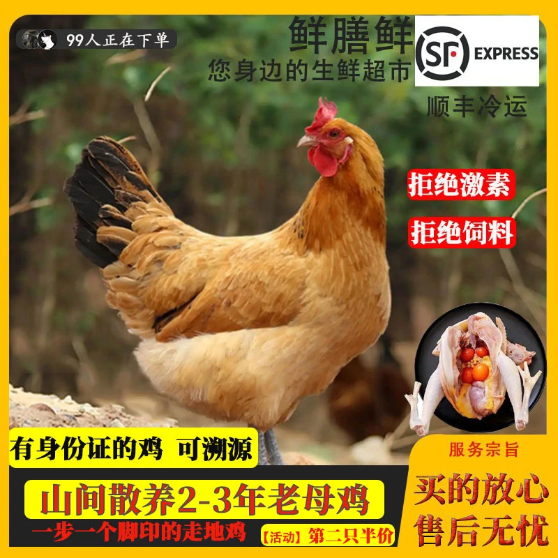 【盨食家】山林散养新鲜老母鸡有身份证的土鸡农家走地鸡跑山鸡