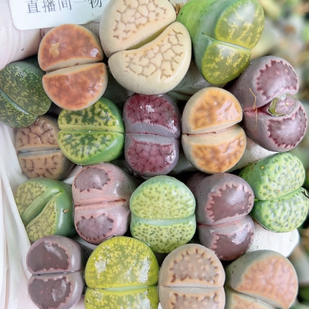 8738 好养易活生石花大母本18个