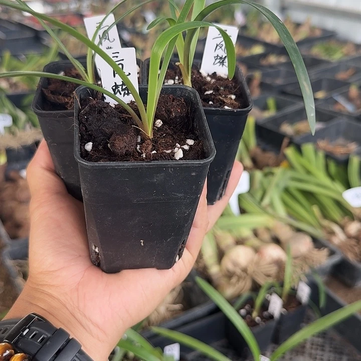 三凤蝶朱顶红一棵小苗  带盆发
