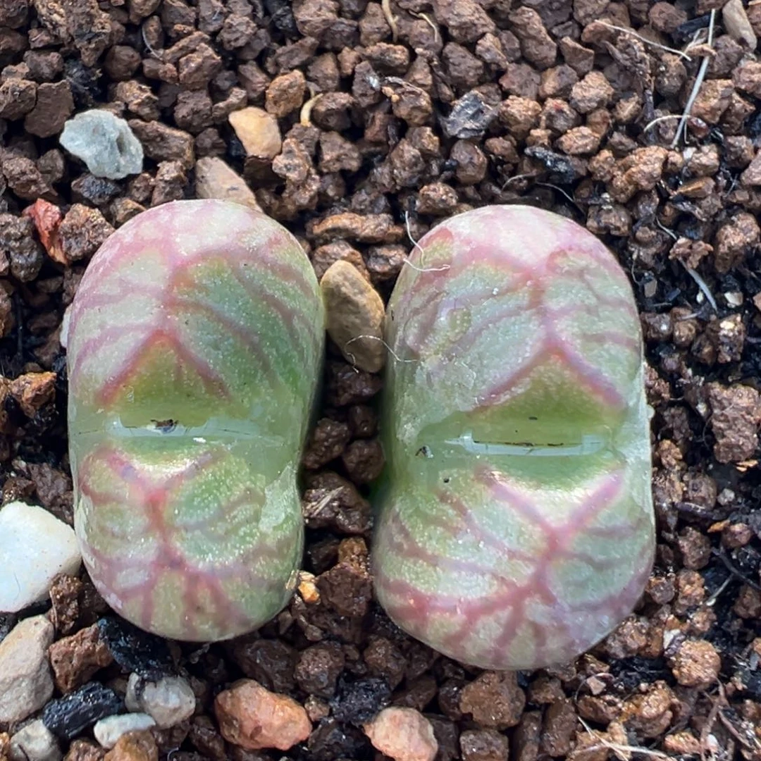 2409多肉百科知识