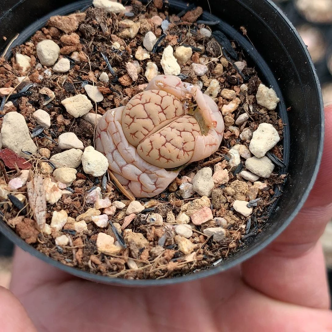 一*K848多肉植物保护研究所