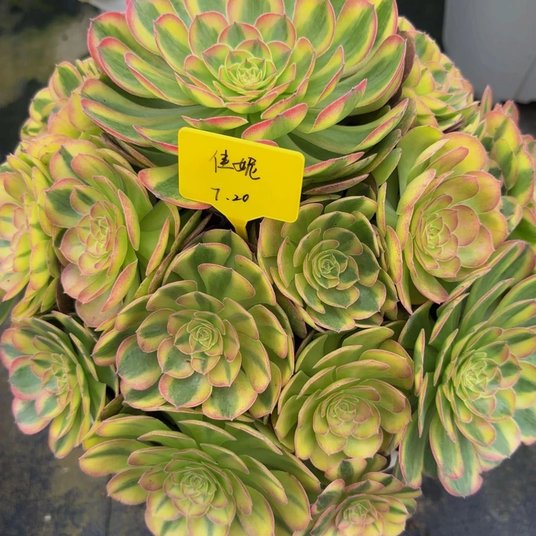 轮回法师锦88888888888888