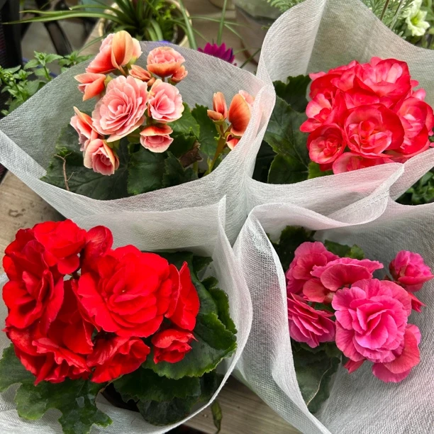 丽格海棠两盆两色带花带花苞