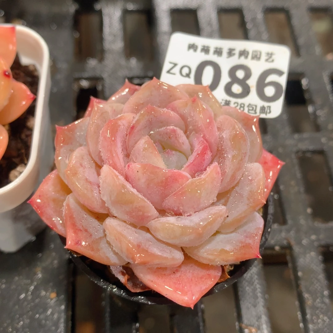 肉萌萌拇指盆精控多肉ZQ086