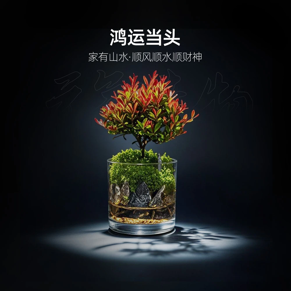 【雾影】楠亭—小叶赤楠绿植造景成品真植物全套10*10
