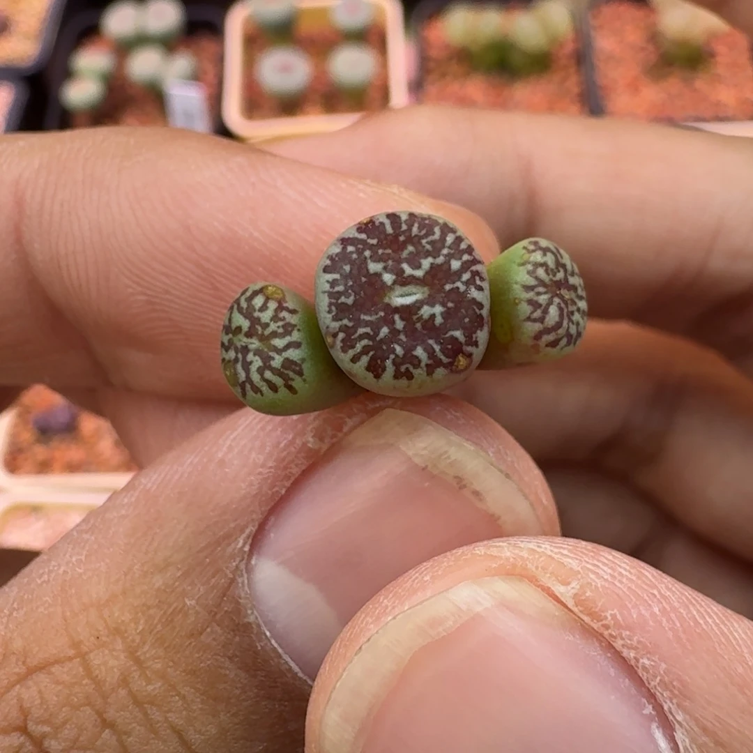 云缦精品番杏29.15 msg3170