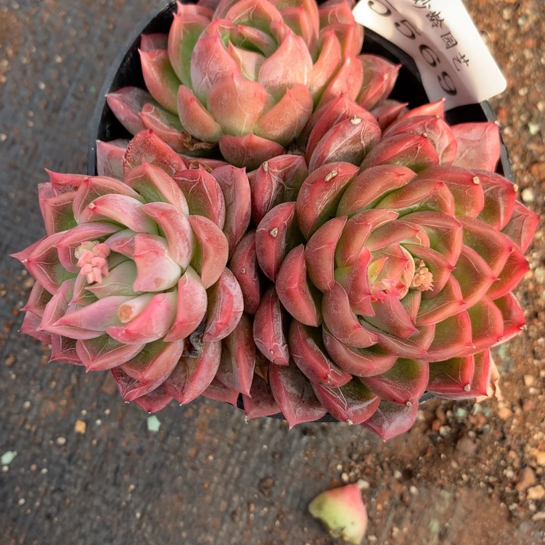 5569杂交精品基地9厘米