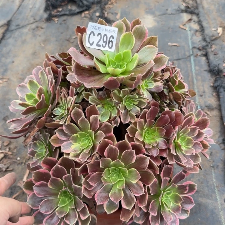 金丝缺……多肉植物……