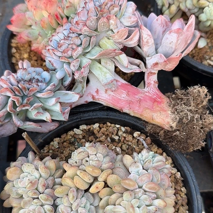 夏***～青蛙王子儿童牙膏套装11