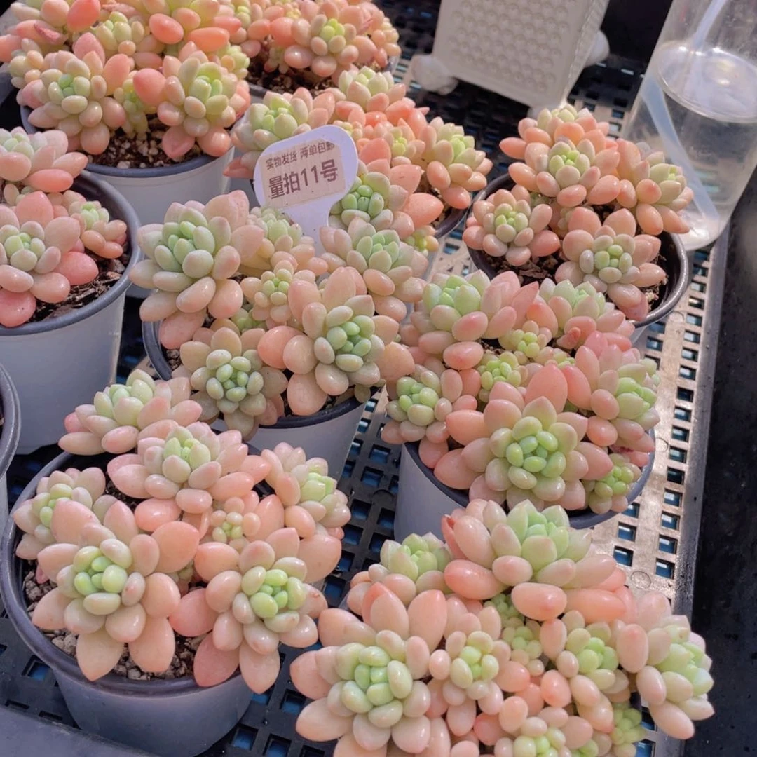 量拍11号鱼子酱多头老桩大群生一个