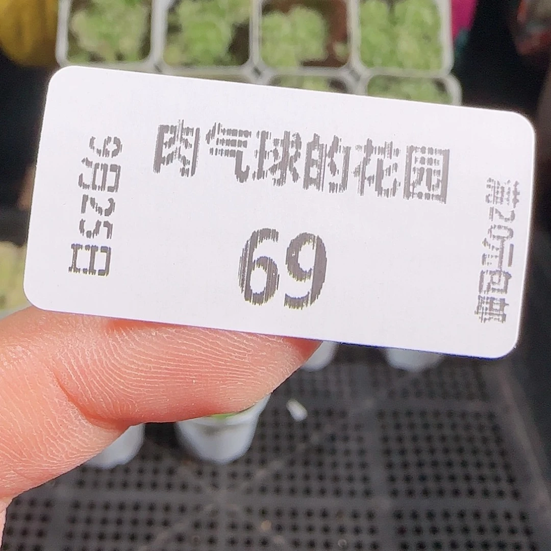 0925-69任意发小圆杯麦秆优选不包整