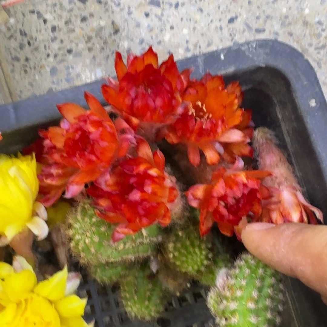 60白檀林肯焰火斑歪小3个无根侧牙,20包邮