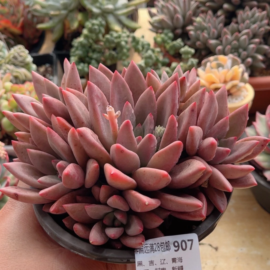 【闪购商品】907桃花源