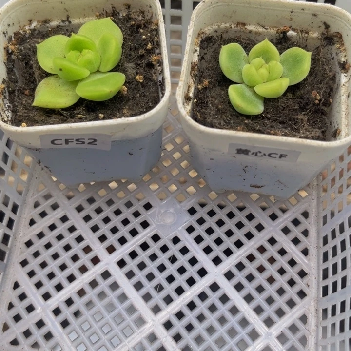 量拍912，多肉肉植物