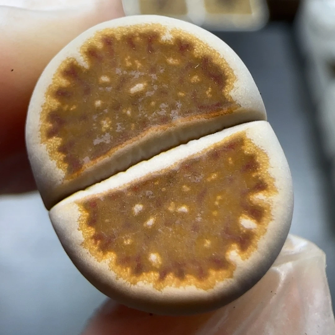 12.24  218饼干 5016