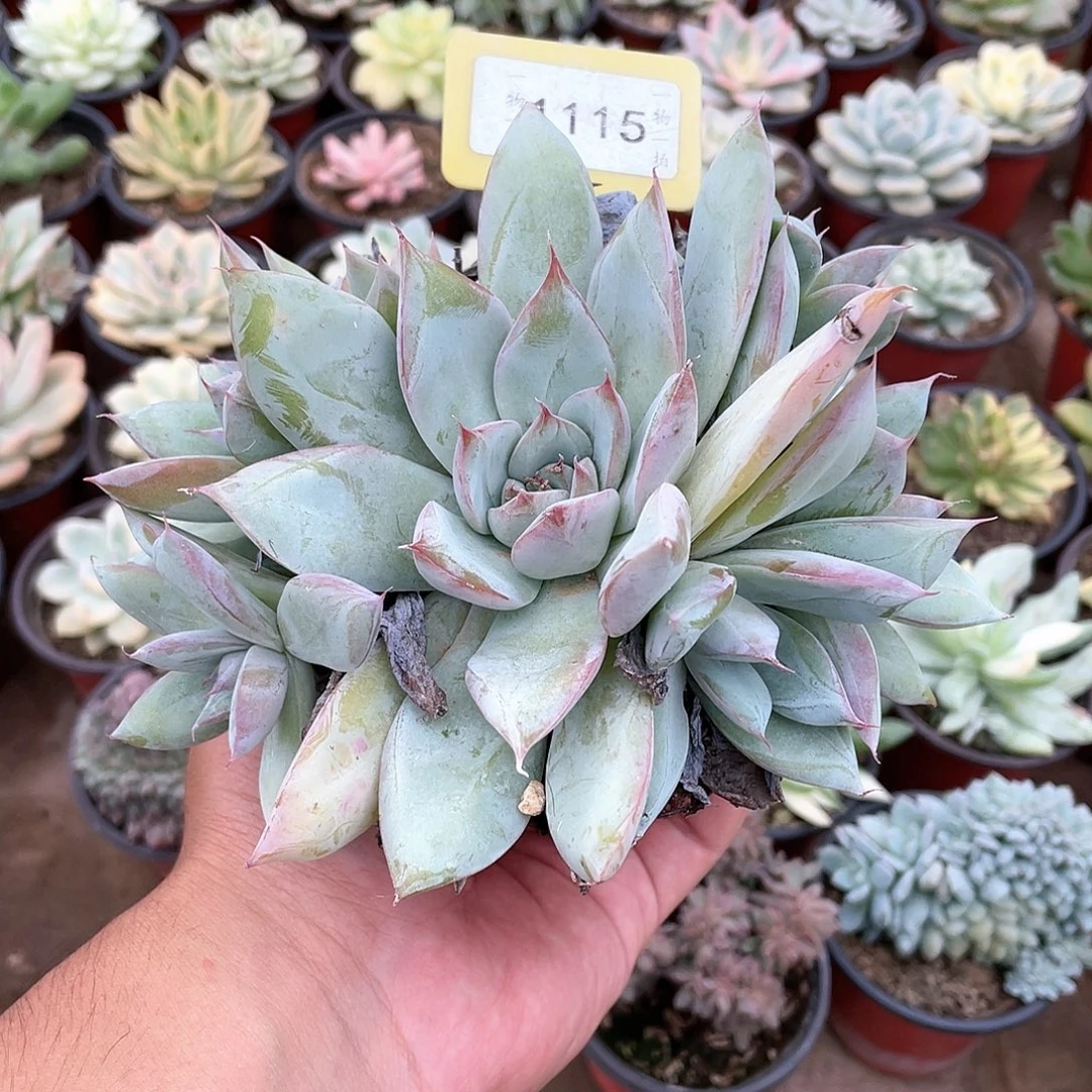 璇***子1115号多肉植物盆栽