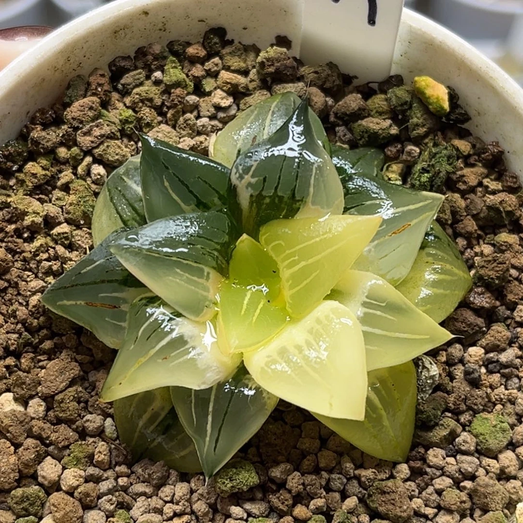 19红纹寿锦福利专场