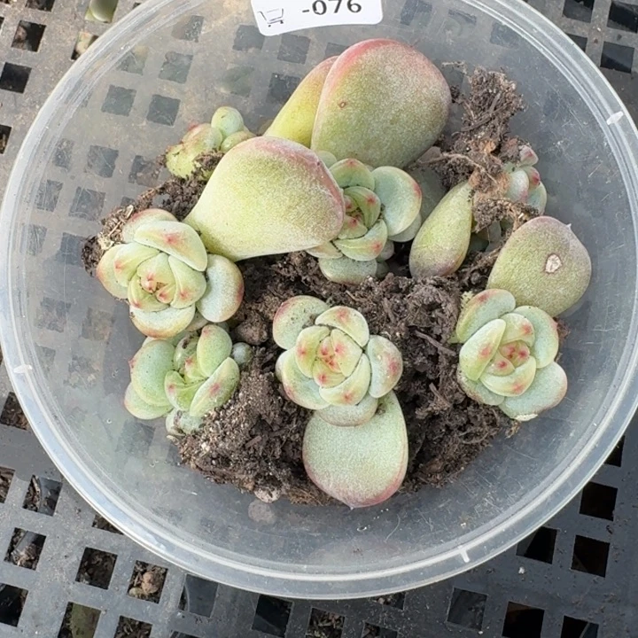 ****～076甜心二饭盒一组混搭