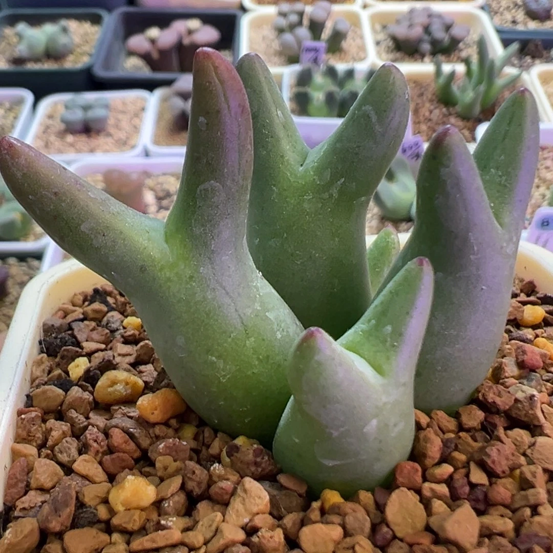 优选皮卡丘 肉锥植物