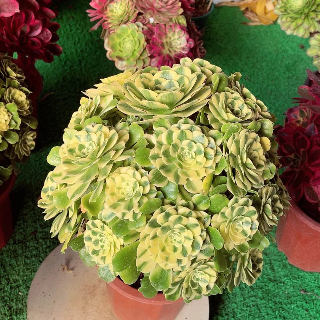 法师多肉植物f s