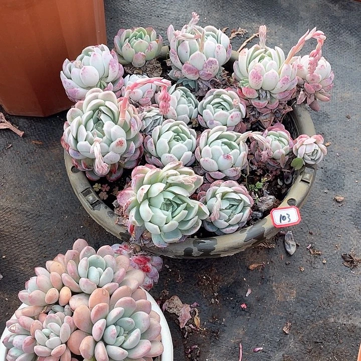 103贝瑞 一物一拍多肉