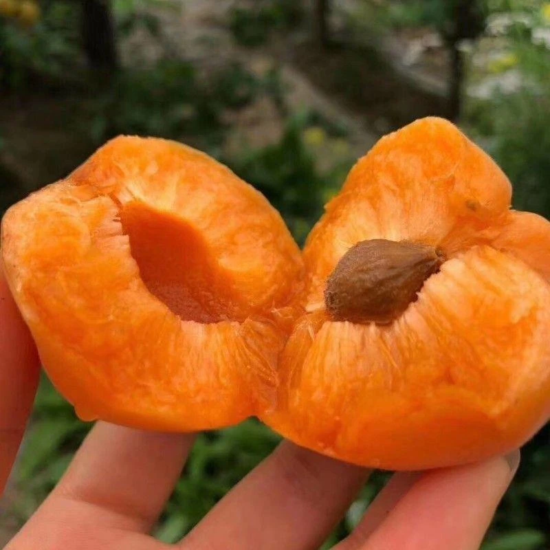 2025正宗特大凯特杏树苗嫁接甜杏树苗耐寒大黄杏苗当年结果