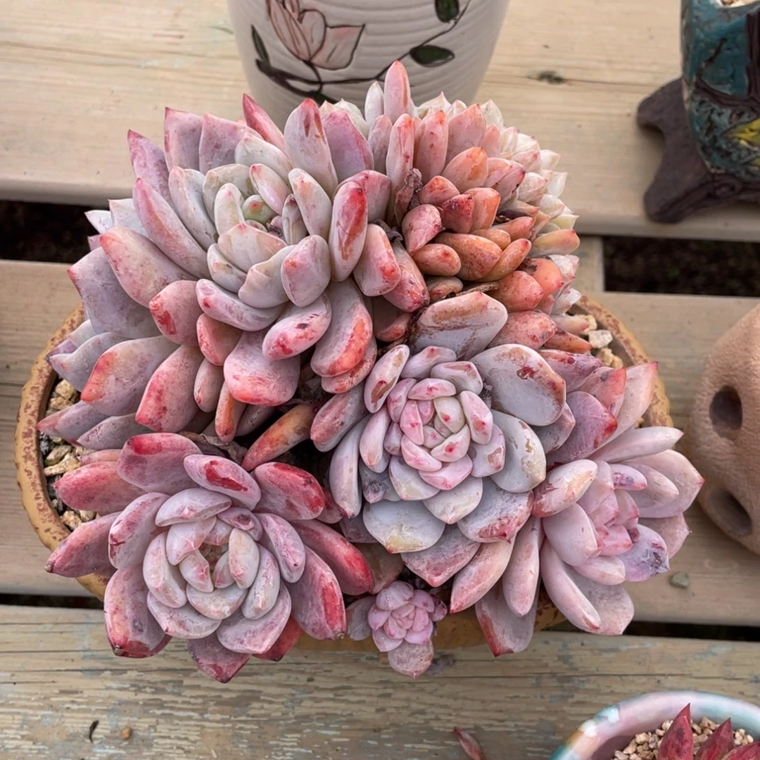 橙梦露朵朵缀整装无砍