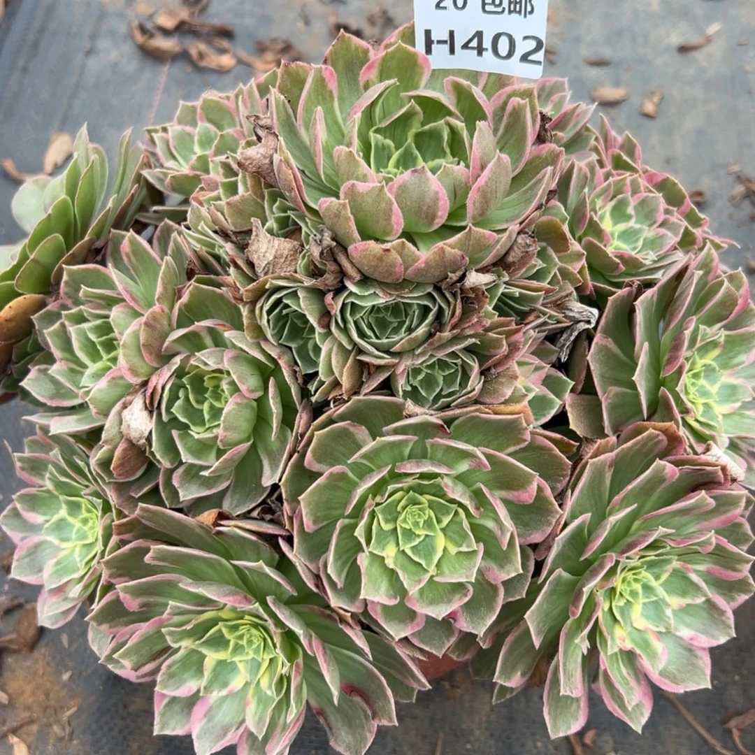 402水蜜桃，多肉法师